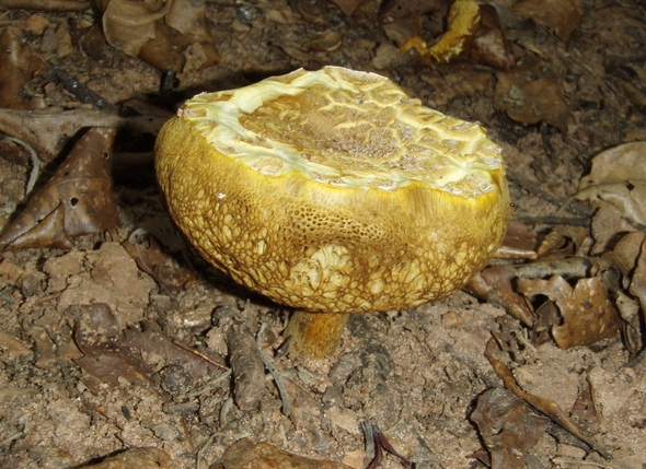 Western Ghats: habitat  del cobra reale