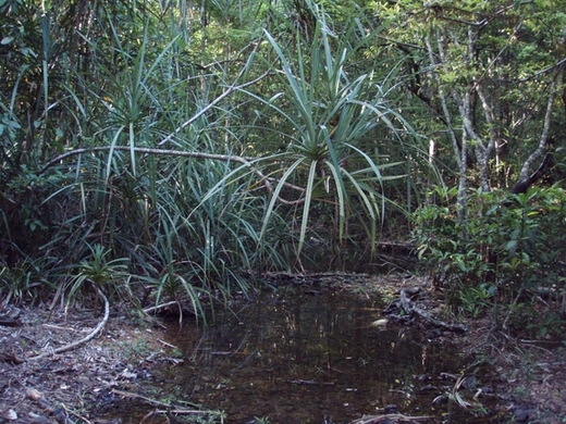 Western Ghats: habitat  del cobra reale