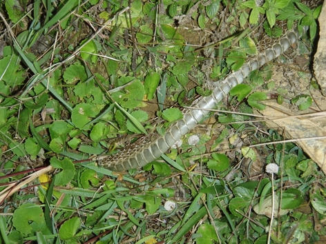 Western Ghats: habitat  del cobra reale