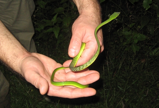 Western Ghats: habitat  del cobra reale
