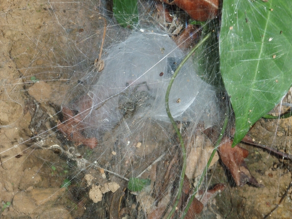 Western Ghats: habitat  del cobra reale