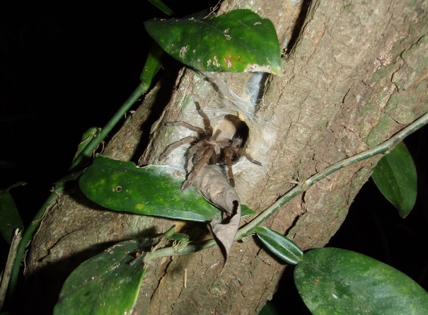 Western Ghats: habitat  del cobra reale