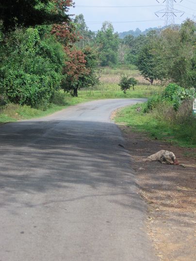 Western Ghats: habitat  del cobra reale