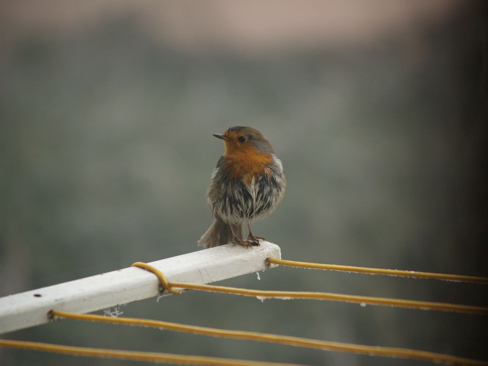 bird gardening