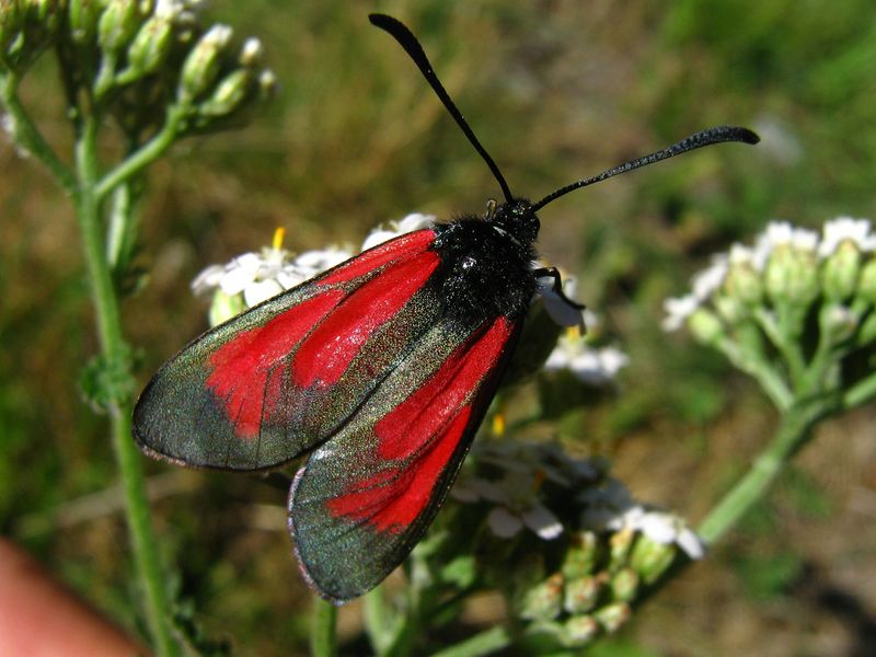 2 farfalle da identificare