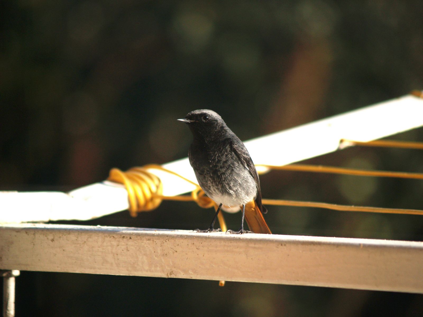 bird gardening