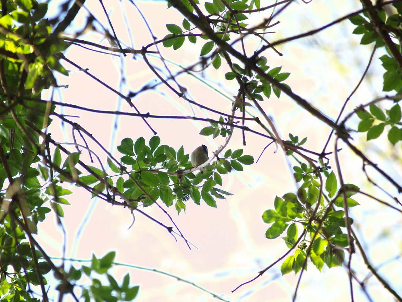 Fiorrancino (era da identificare)