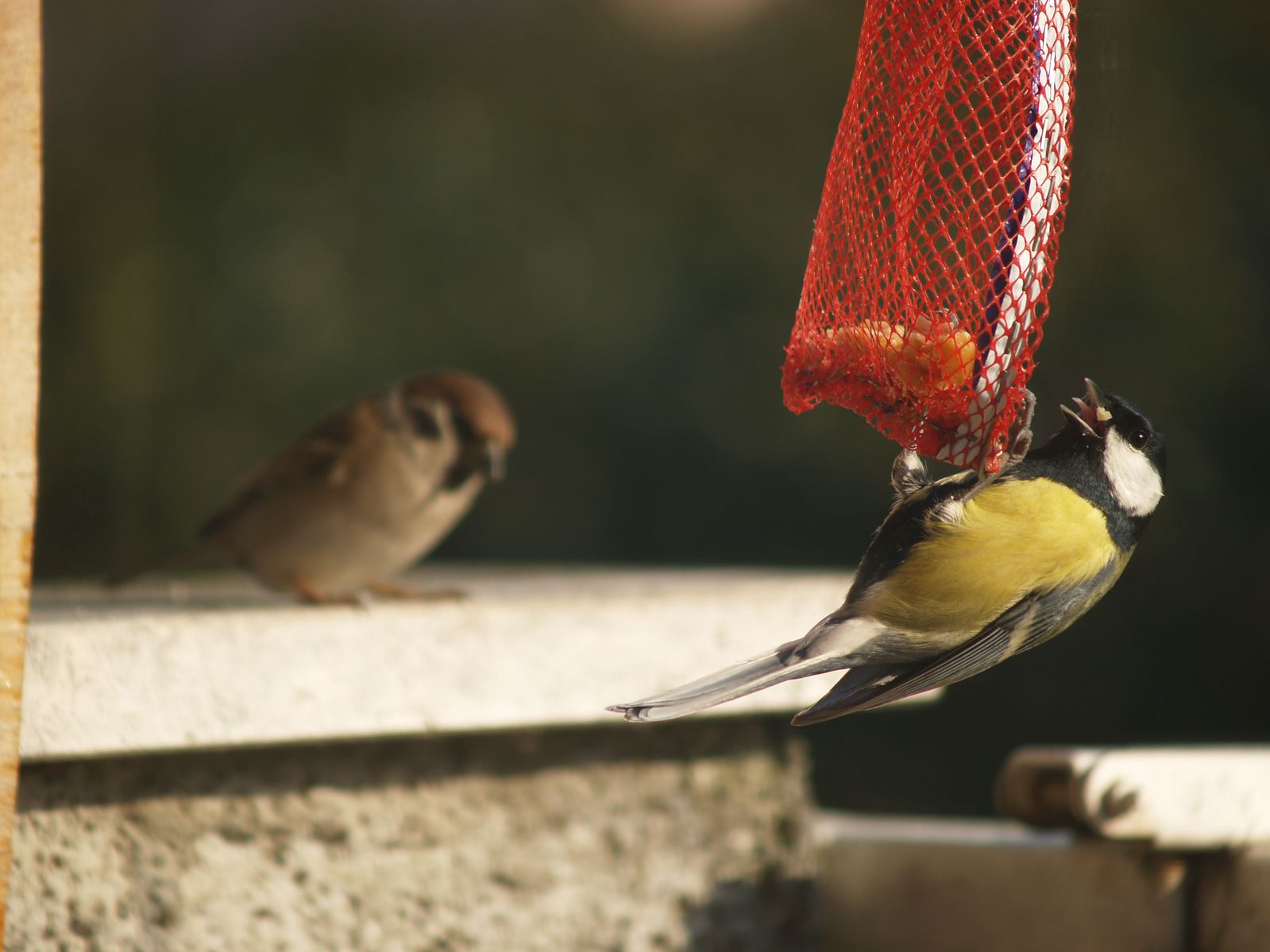 bird gardening