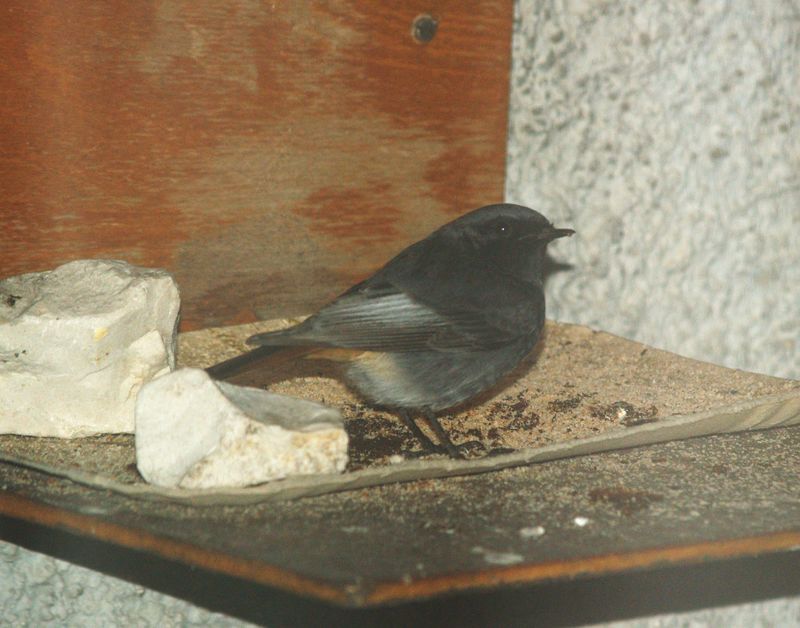 bird gardening