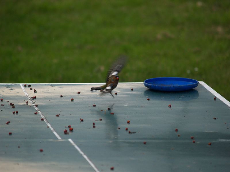 Avifauna humor