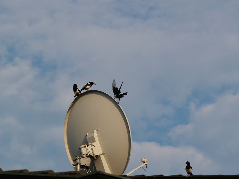 Avifauna humor
