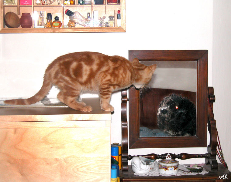 Cani & Gatti