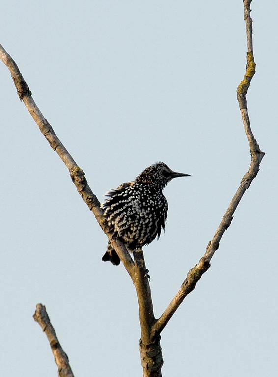 Uccelli arruffati