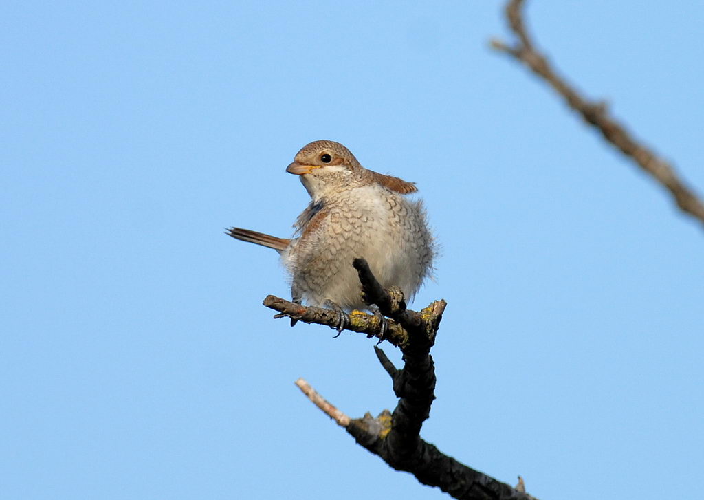 Uccelli arruffati