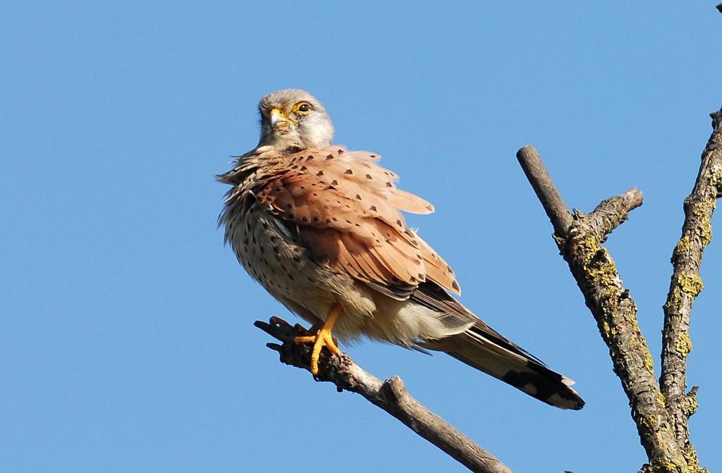 Uccelli arruffati