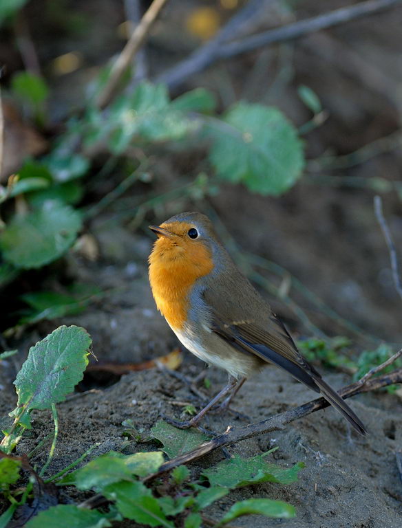 Pettirosso