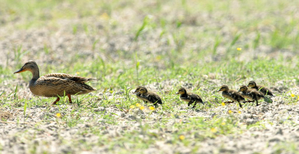 Comportamenti animali. Il finto ferito.