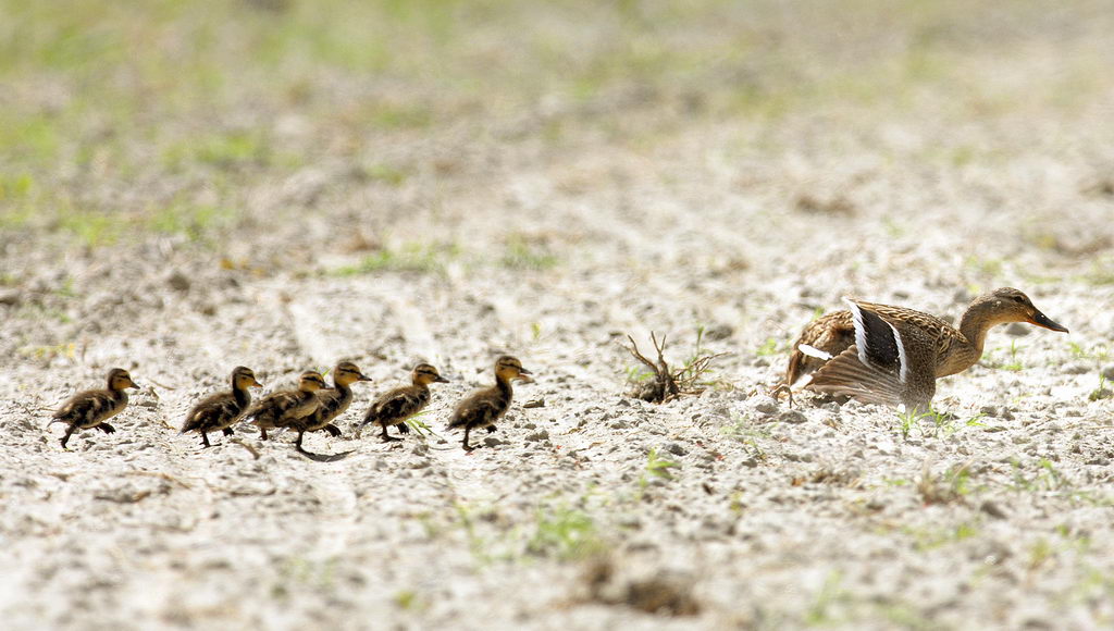 Comportamenti animali. Il finto ferito.