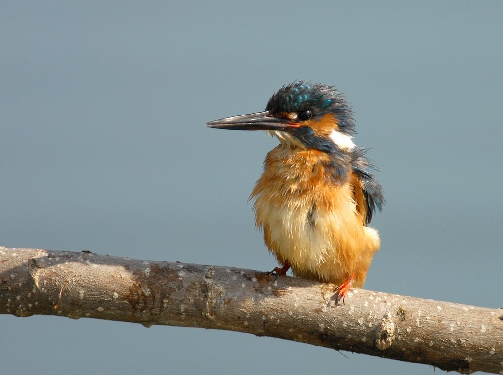 Uccelli arruffati