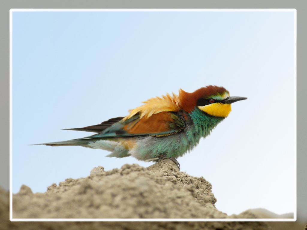 Uccelli arruffati