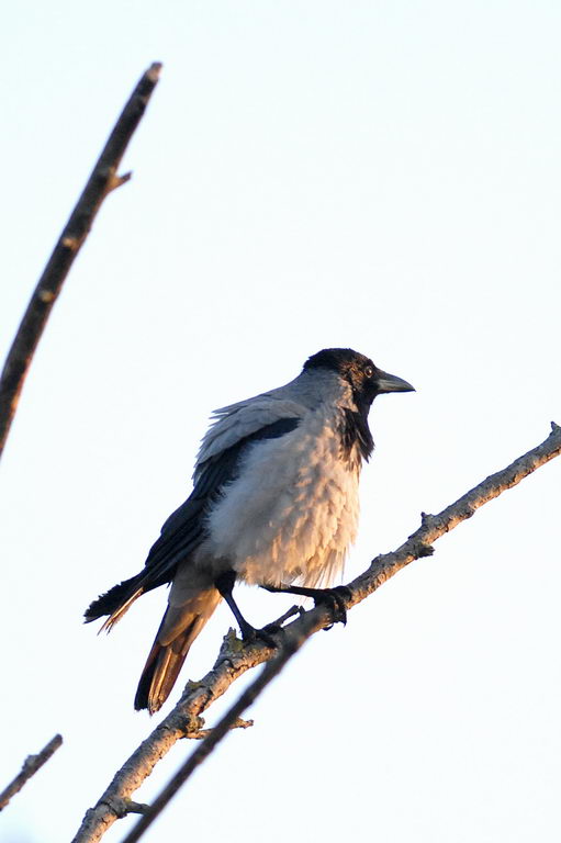 Uccelli arruffati