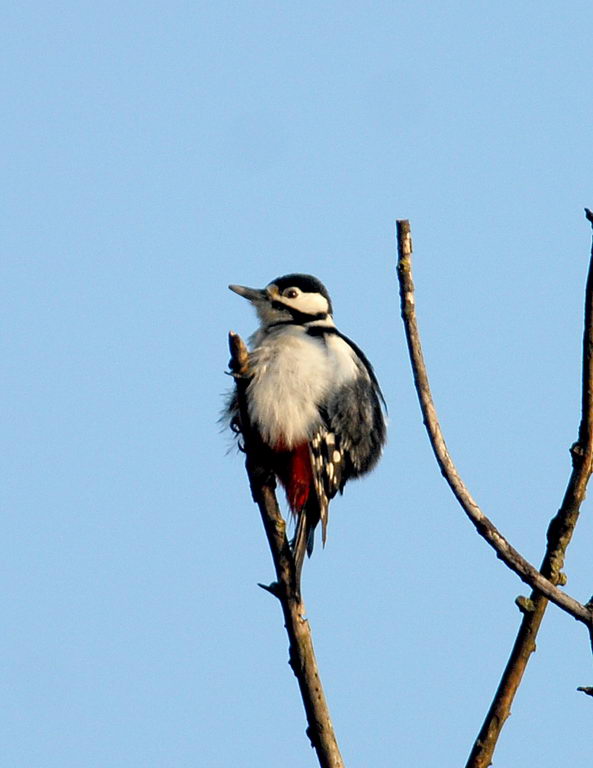 Uccelli arruffati