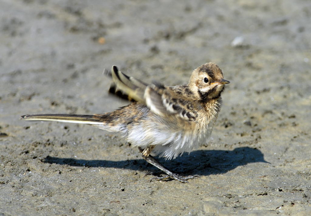 Uccelli arruffati