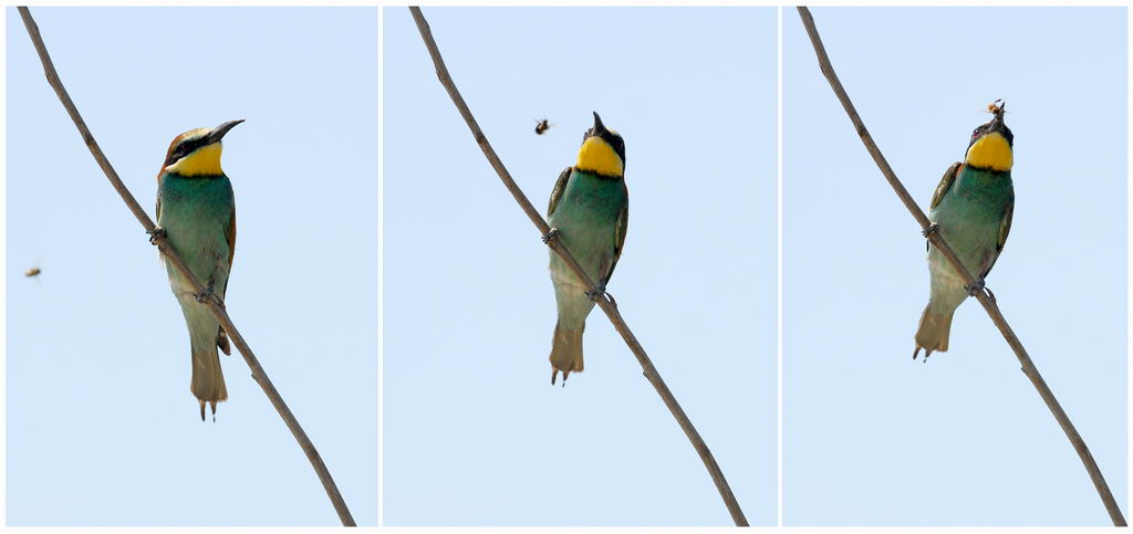 Avifauna humor
