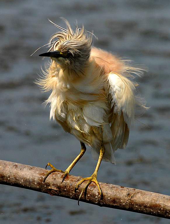 Uccelli arruffati