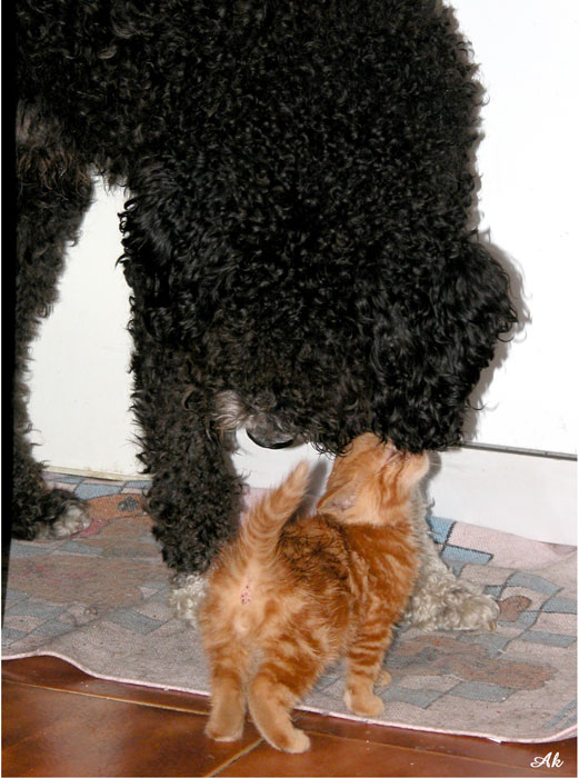 Cani & Gatti