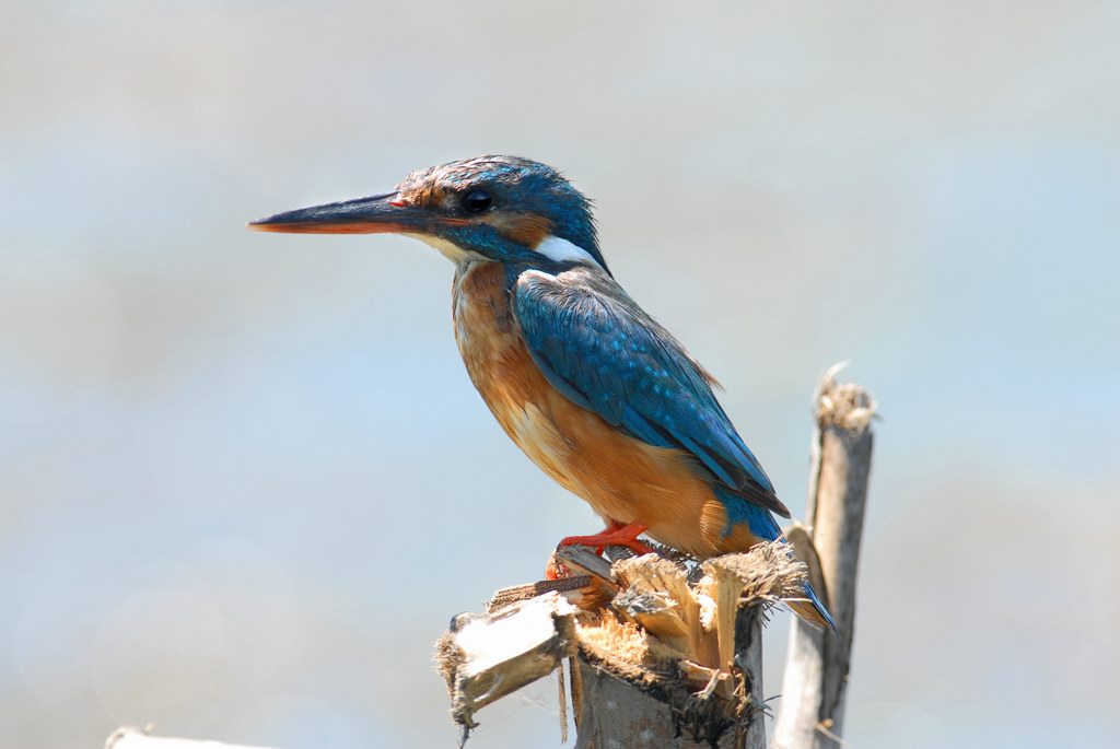 Martin, non pescatore