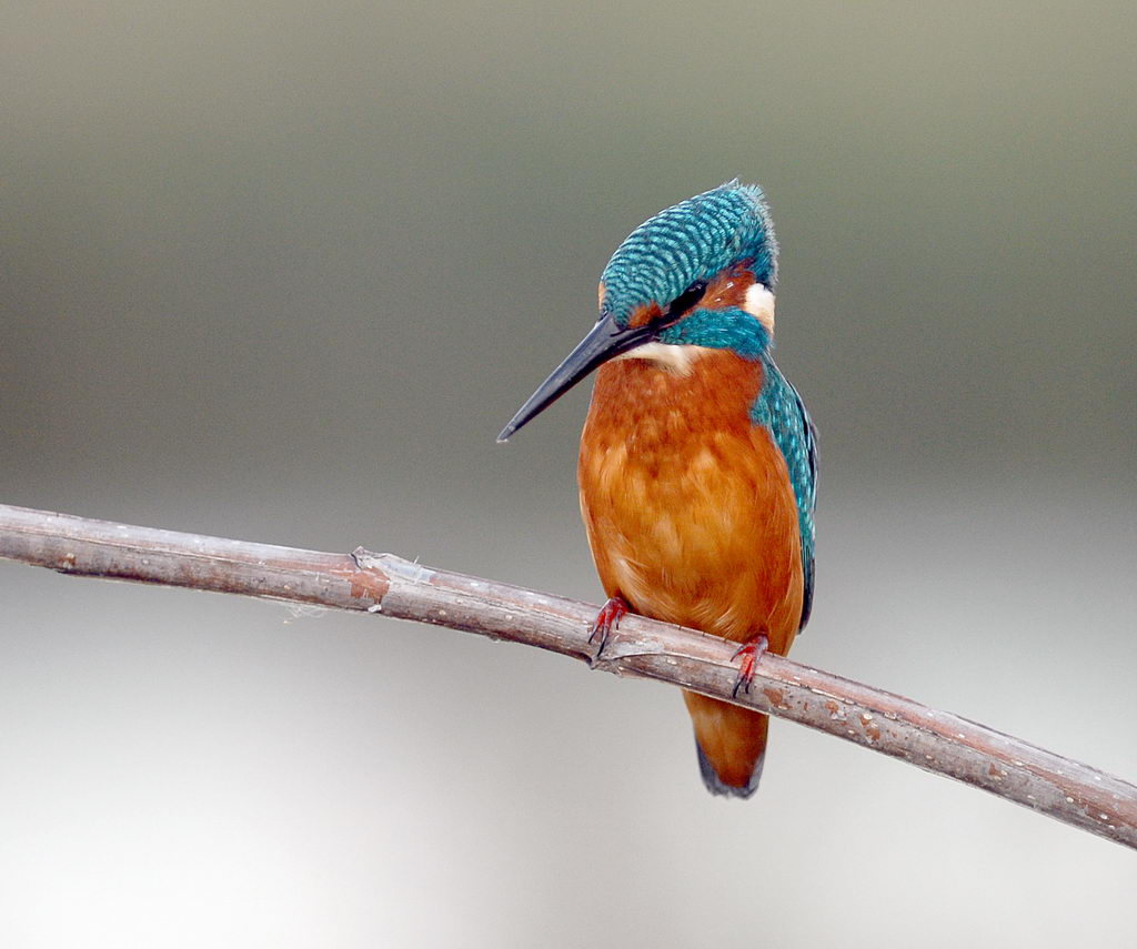 Martin, non pescatore