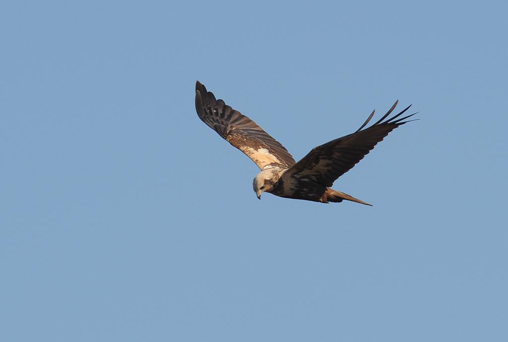 Falco di palude, maschio e femmina