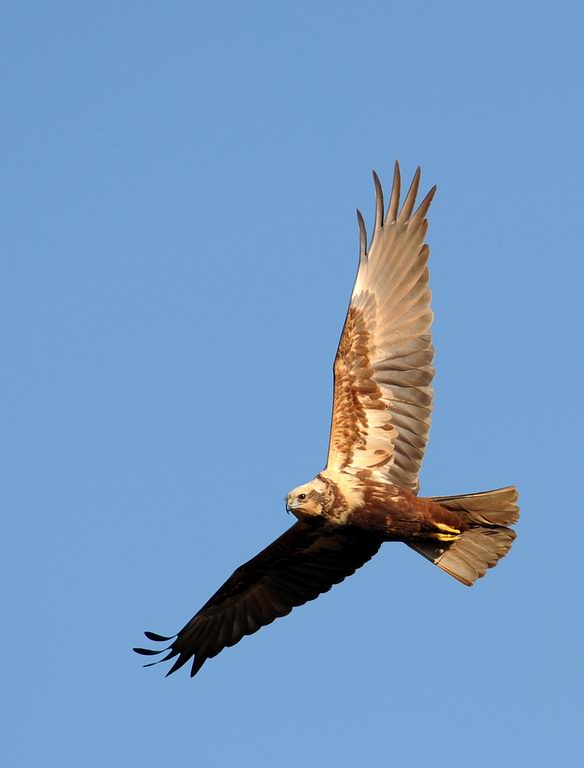 Falco di palude, maschio e femmina