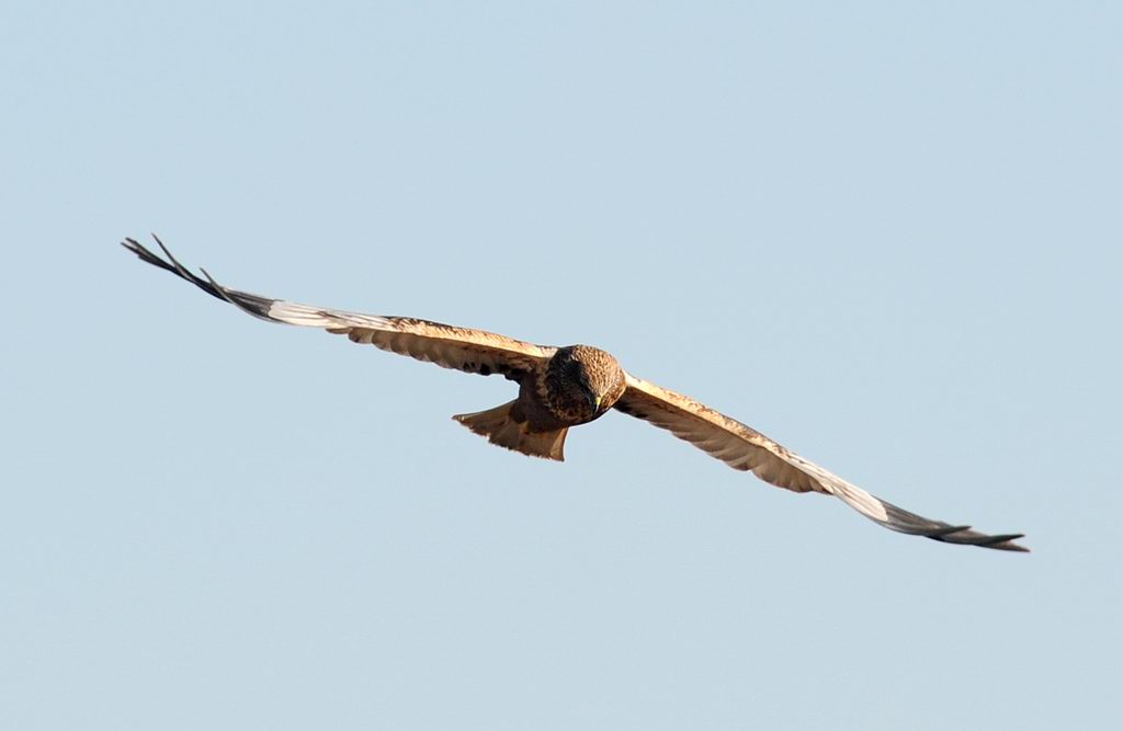 Falco di palude, maschio e femmina