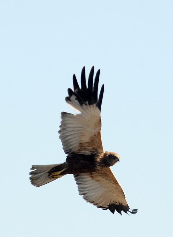 Falco di palude, maschio e femmina