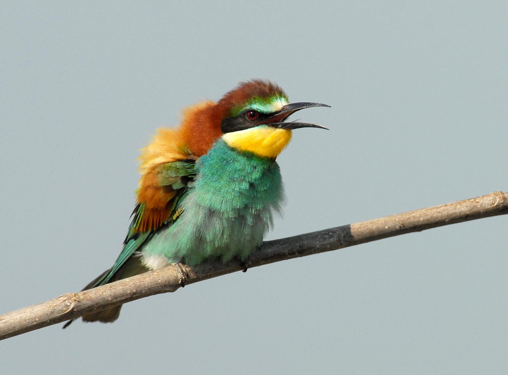 Uccelli arruffati