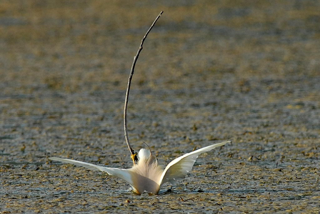 Avifauna humor