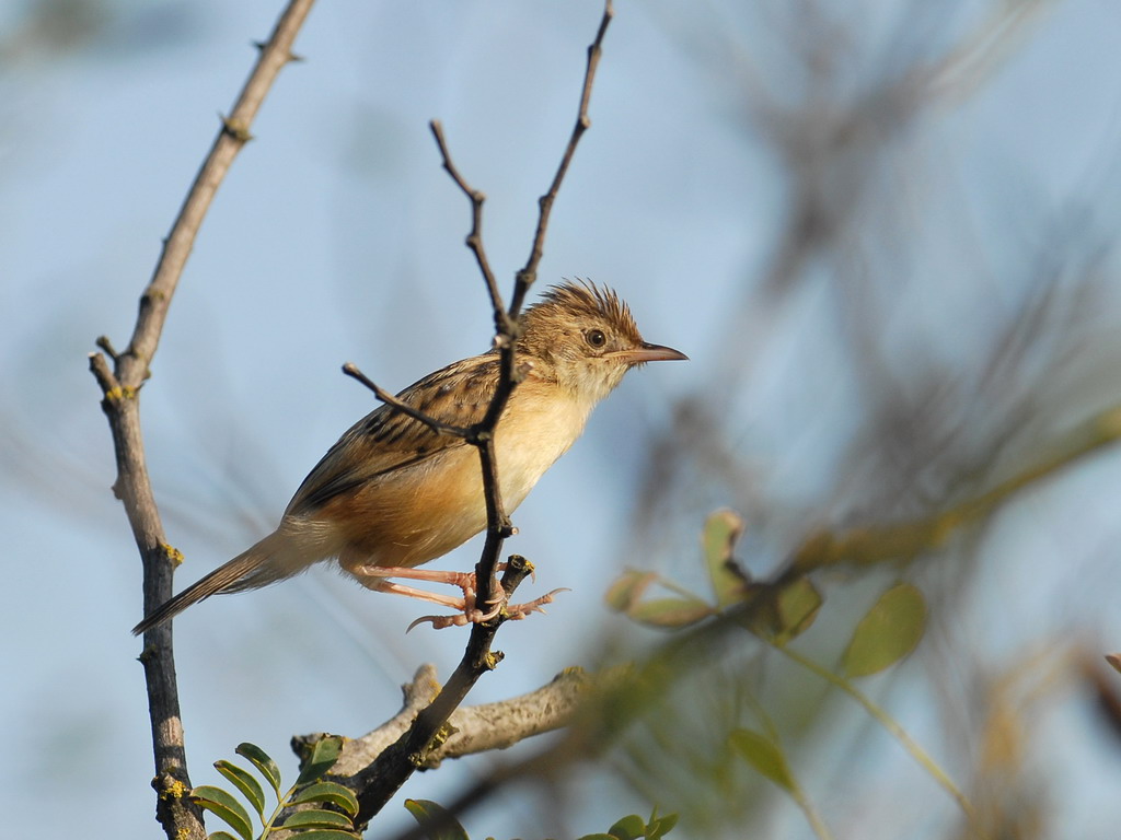 Uccelli arruffati