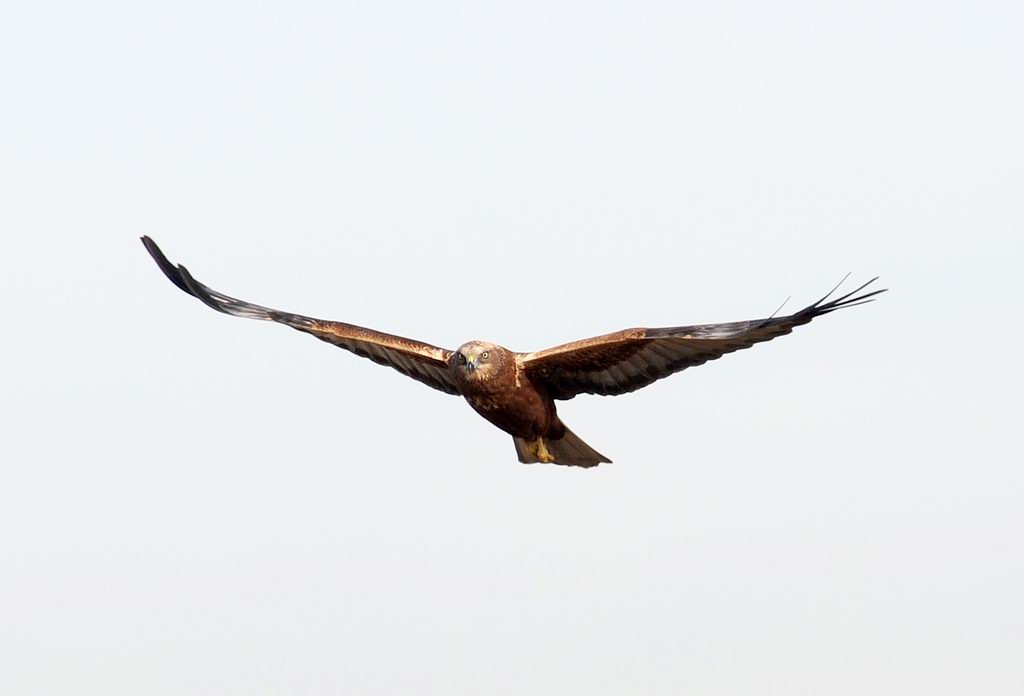 Falco di palude, maschio e femmina