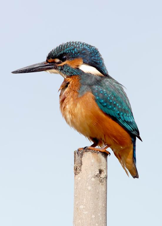 Martin, non pescatore