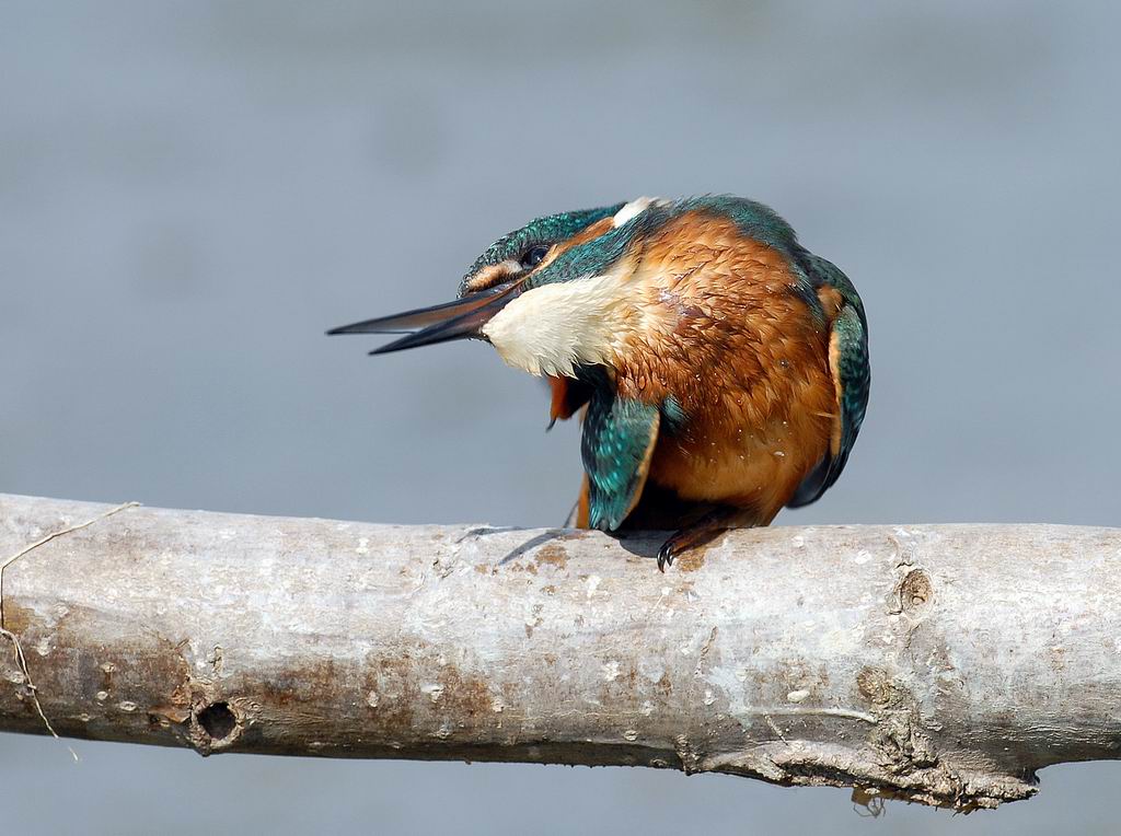Martin, non pescatore