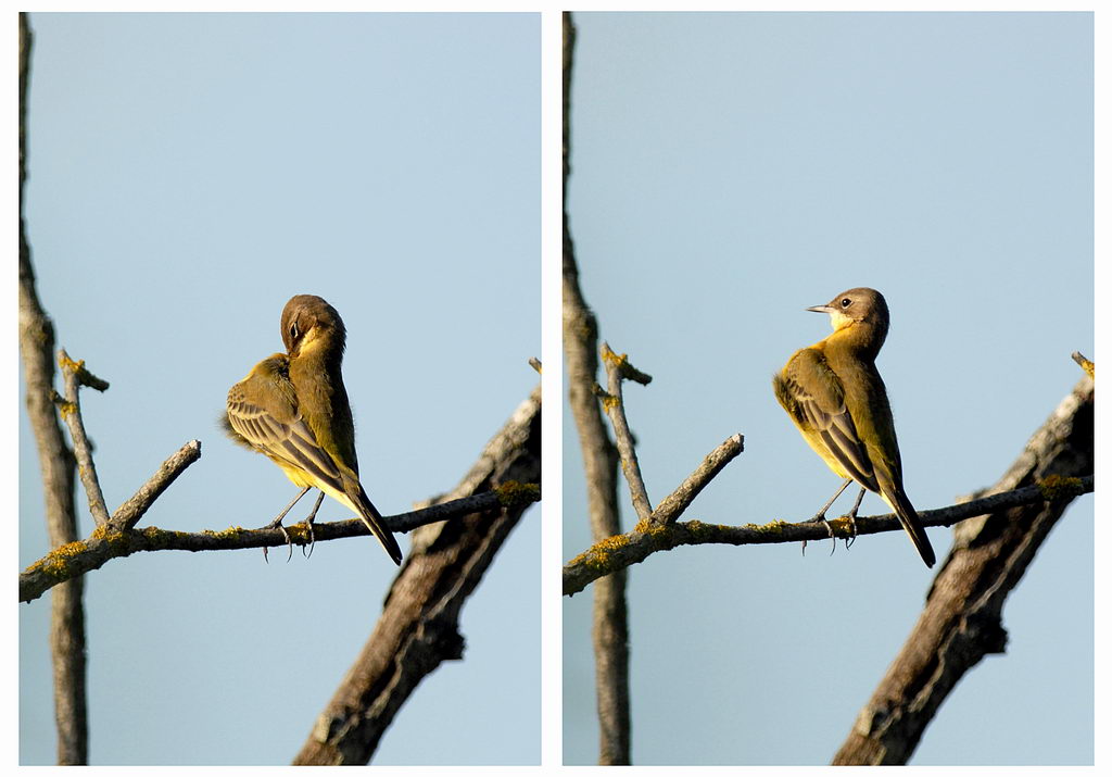 Avifauna humor