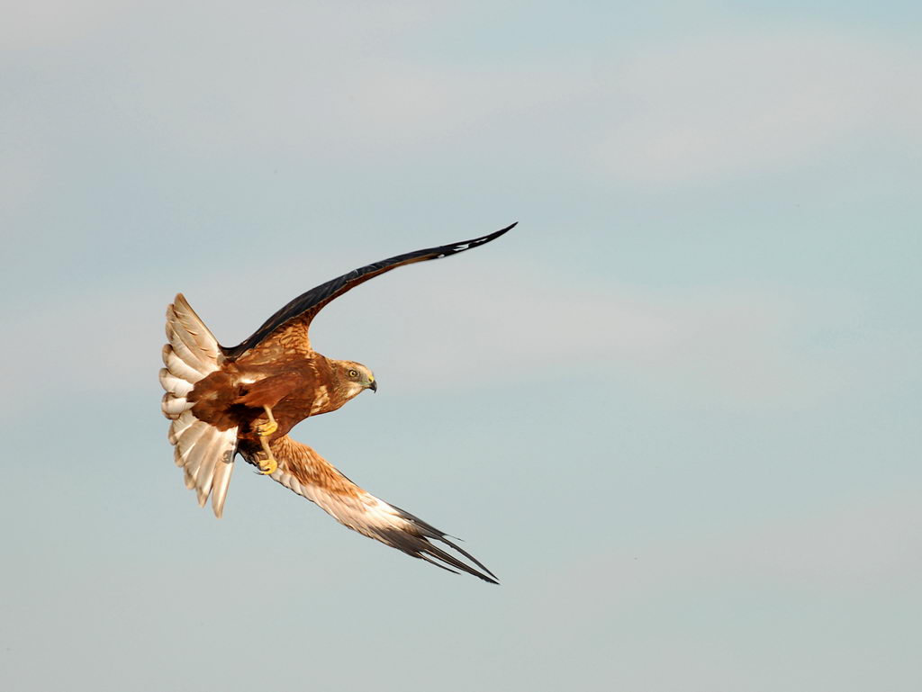Uno scatto al falco di palude