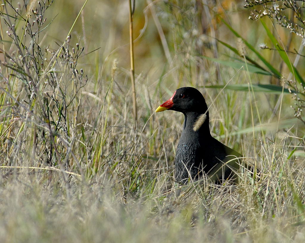 Ieri, gallinella e tuffetto.