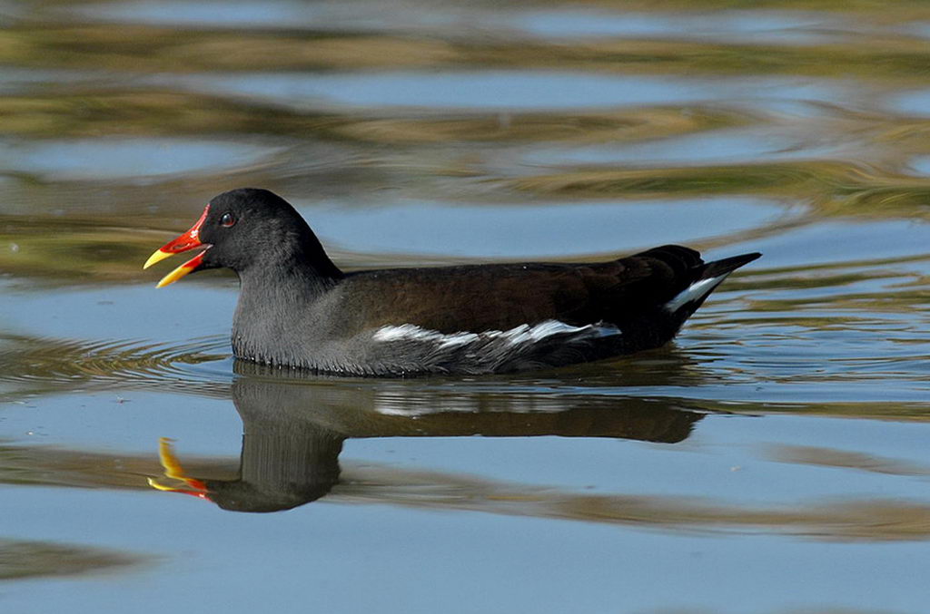 Ieri, gallinella e tuffetto.