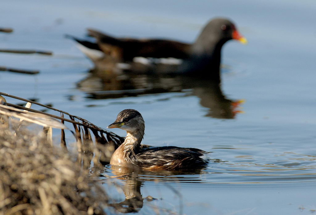 Ieri, gallinella e tuffetto.