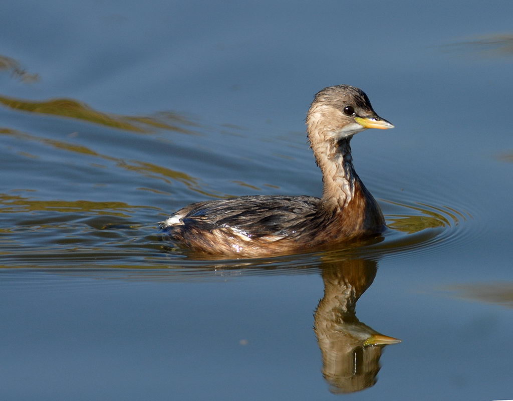 Ieri, gallinella e tuffetto.