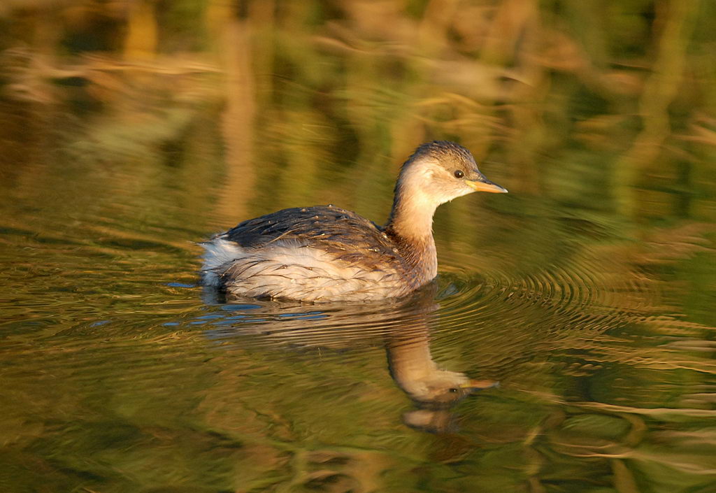 Ieri, gallinella e tuffetto.