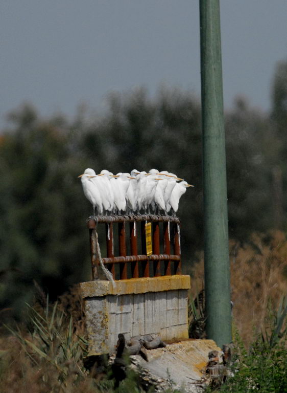 Avifauna humor